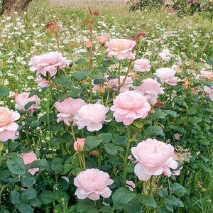 Meet your Posher, Marly